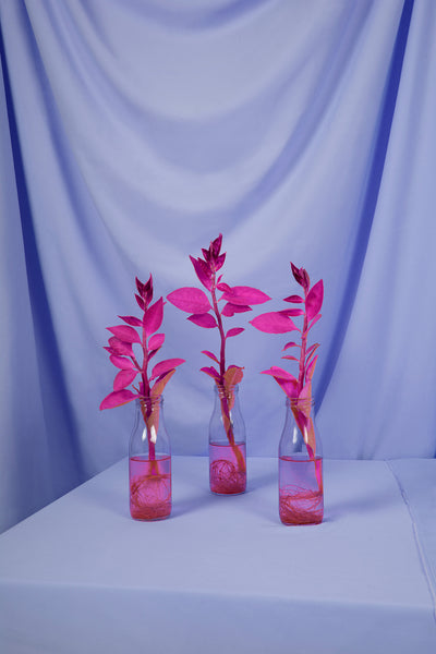 Rhea Gupte - Specimen 003