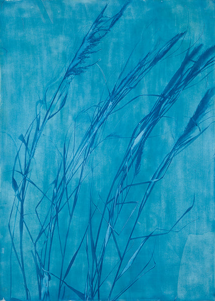 Tessa Shaw - The Wind Among the Reeds