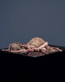 Eva Jova "Remains, The Octopus"